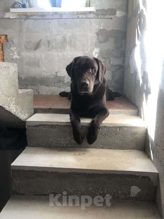 Собаки в Котельнике: Отдам в добрые руки Мальчик, 1 руб. - фото 2