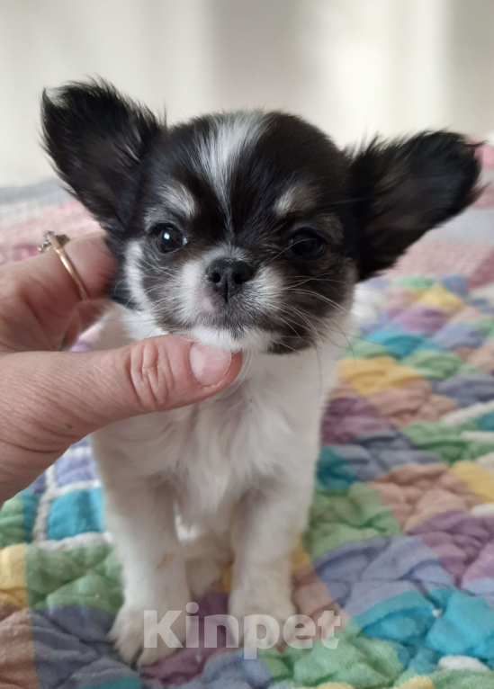 Собаки в Москве: Девочка триколор Девочка, 35 000 руб. - фото 3