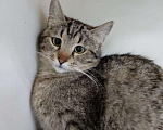 Кошки в Москве: Котенок Мила ищет дом Девочка, Бесплатно - фото 1