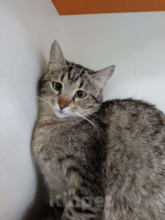 Кошки в Москве: Котенок Мила ищет дом Девочка, Бесплатно - фото 1