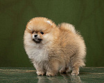 Собаки в Новосибирске: Померанский шпиц Мальчик, 50 000 руб. - фото 1