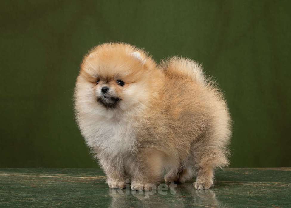 Собаки в Новосибирске: Померанский шпиц Мальчик, 50 000 руб. - фото 1