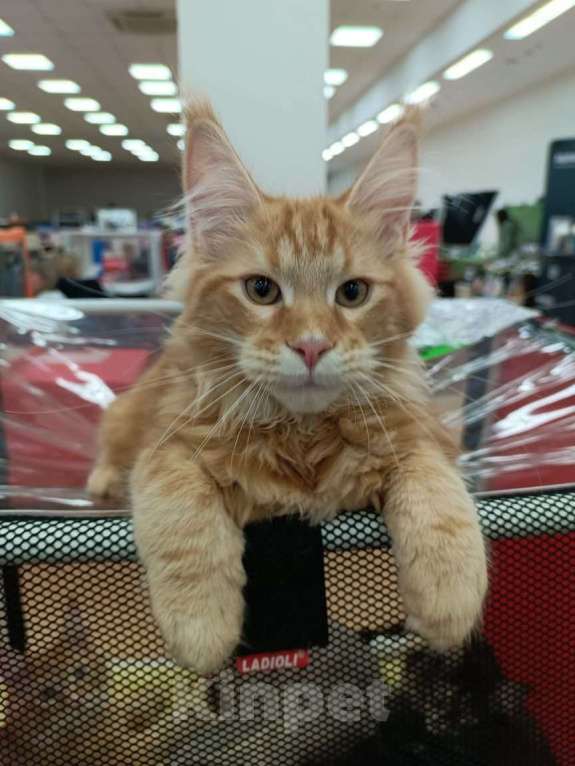 Кошки в других городах Владимирской области: Котики  мейн кун в любимцы Мальчик, 45 000 руб. - фото 4