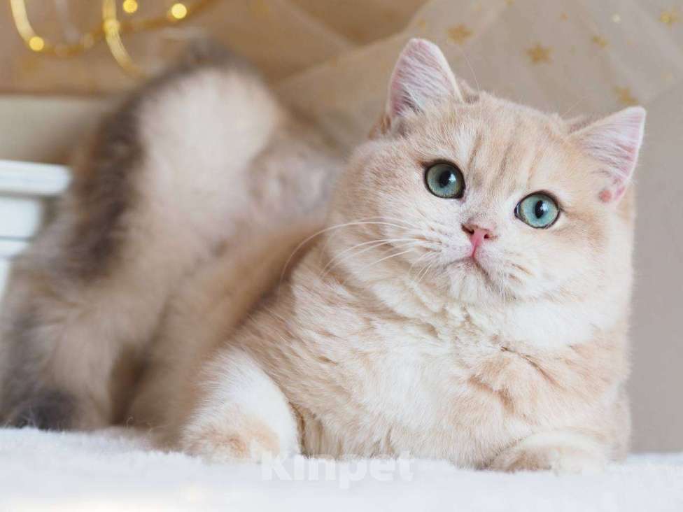 Кошки в Москве: Британский котенок Ява Девочка, 130 000 руб. - фото 10