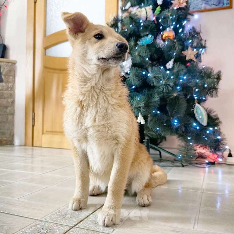 Собаки в Санкт-Петербурге: Щенок девочка в добрые руки! Девочка, Бесплатно - фото 2