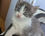 Кошки в Москве: Котенок мальчик Мальчик, Бесплатно - фото 3