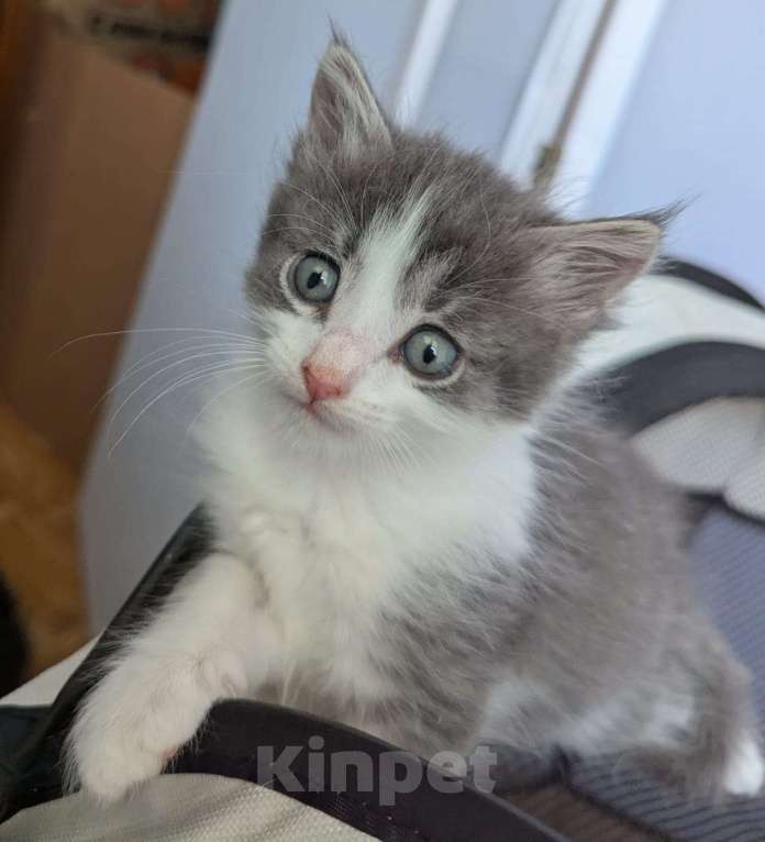 Кошки в Москве: Котенок мальчик Мальчик, Бесплатно - фото 3