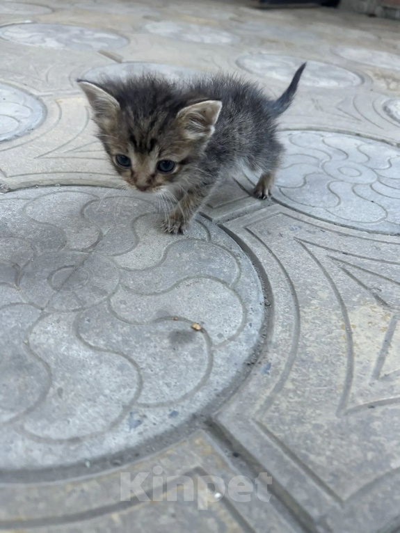 Кошки в Ростове-на-Дону: Нужна семья для котенка Девочка, Бесплатно - фото 6