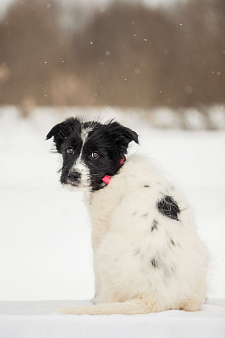 Щенок в добрые руки