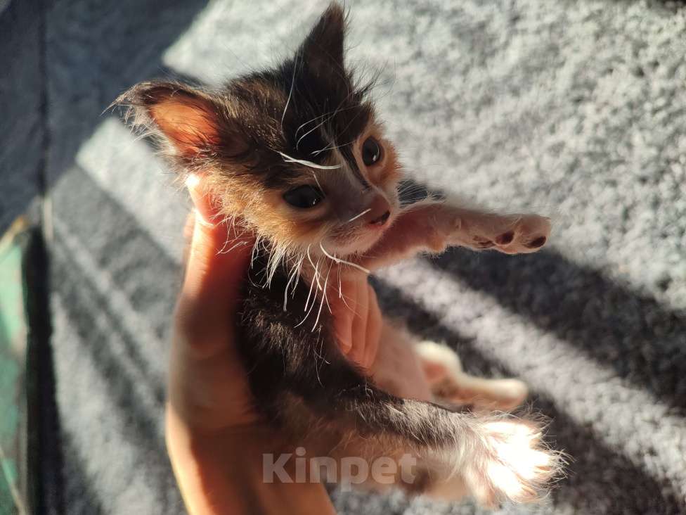 Кошки в Ставрополе: Трехцветный котёнок  Девочка, Бесплатно - фото 5