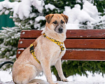 Собаки в Москве: Активная Барабулька ищет хозяев! Девочка, Бесплатно - фото 4