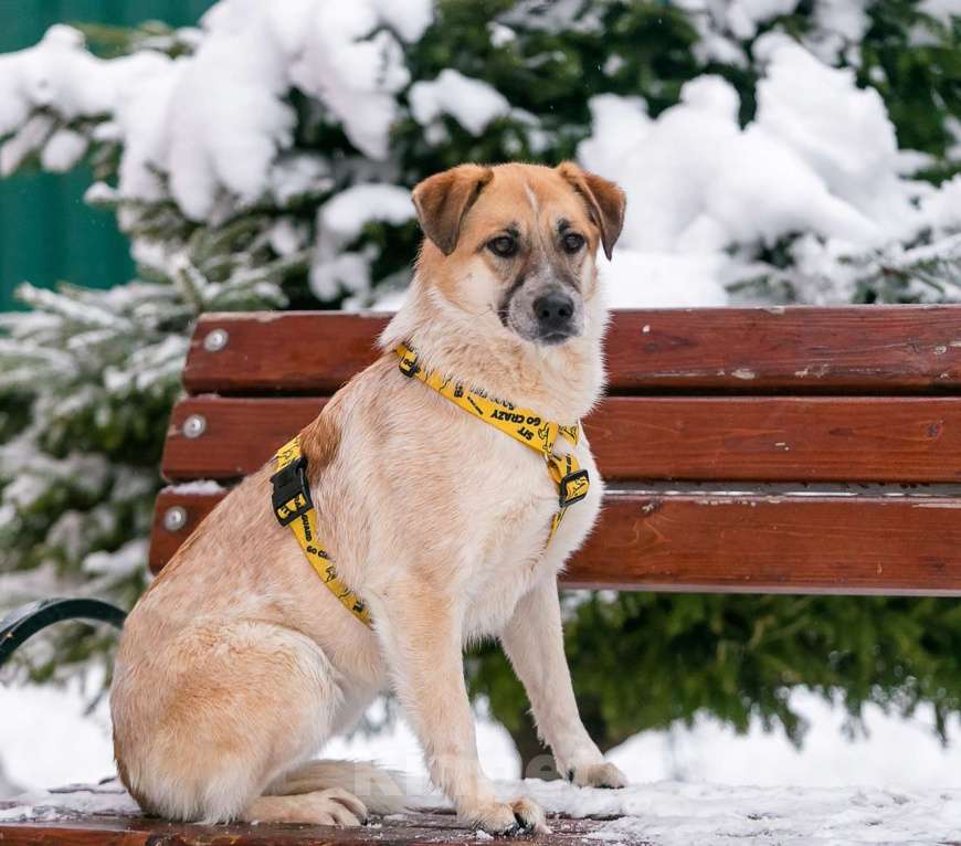 Собаки в Москве: Активная Барабулька ищет хозяев! Девочка, Бесплатно - фото 4