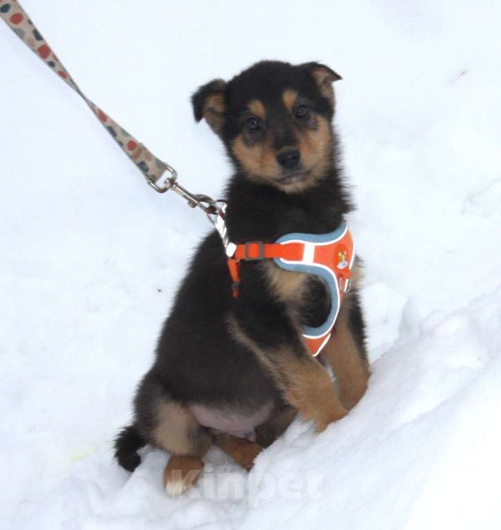 Собаки в Москве: Маленькому щенульке Рэксику очень нужны дом и семья Мальчик, Бесплатно - фото 6