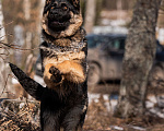 Собаки в других городах Московской области: Собаки щенки немецкой овчарки рабочего разведения Девочка, 80 000 руб. - фото 1