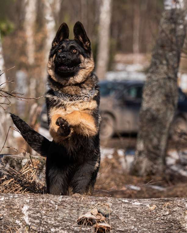 Собаки в других городах Московской области: Собаки щенки немецкой овчарки рабочего разведения Девочка, 80 000 руб. - фото 1