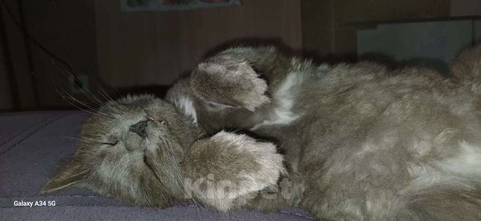 Кошки в Сочи: Кошка в добрые руки Девочка, Бесплатно - фото 6