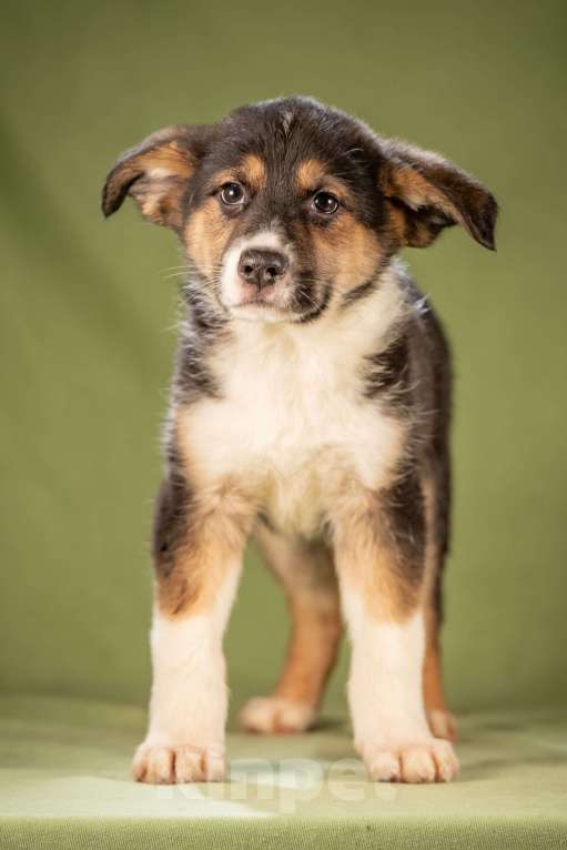 Собаки в Клине: Каштан - важный малыш Мальчик, Бесплатно - фото 2