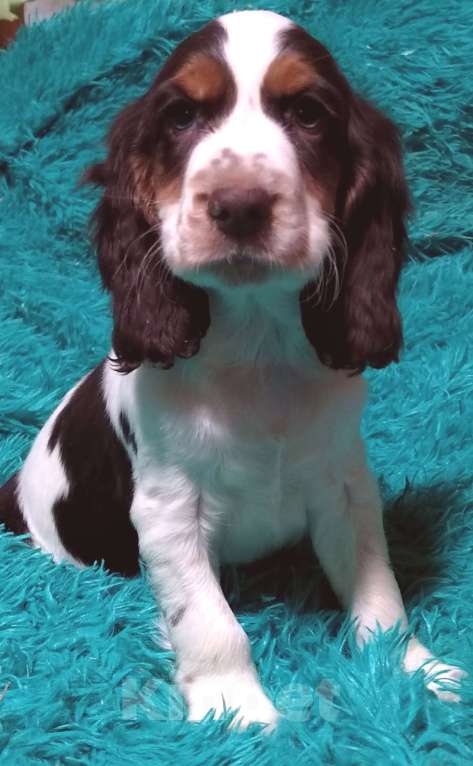 Собаки в Москве: Русский охотничий спаниель Мальчик, 45 000 руб. - фото 1