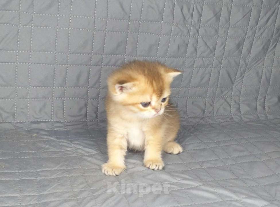 Кошки в Москве: Шотландские вислоухие котята Девочка, 70 000 руб. - фото 3