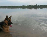 Собаки в Омске: Овчарка немецкая, 5 руб. - фото 4