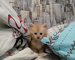 Кошки в Болхове: Мейн кун котята, 10 000 руб. - фото 1