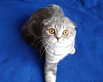 Кошки в Лянторе: Маленькая леди с документами, 15 000 руб. - фото 2