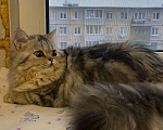 Кошки в Острогожске: Хайленд, 3 000 руб. - фото 4