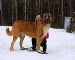 Собаки в Москве: Бархан Мальчик, Бесплатно - фото 2