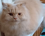 Кошки в Одинцово: Британская кошка Мальчик, Бесплатно - фото 1