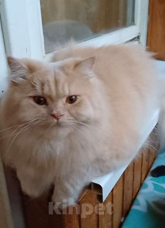 Кошки в Одинцово: Британская кошка Мальчик, Бесплатно - фото 1