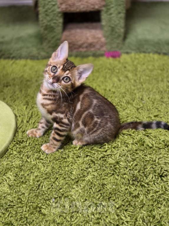 Кошки в Москве: Filadelfia Benjoy Девочка, 95 000 руб. - фото 5