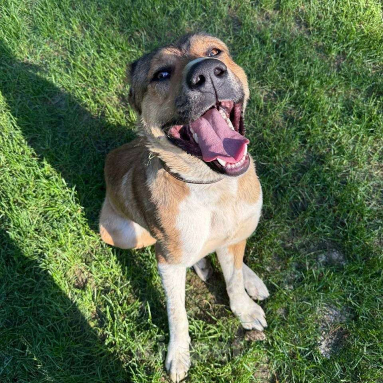 Собаки в Москве: Милый алабай Гоша ищет дом Мальчик, Бесплатно - фото 10