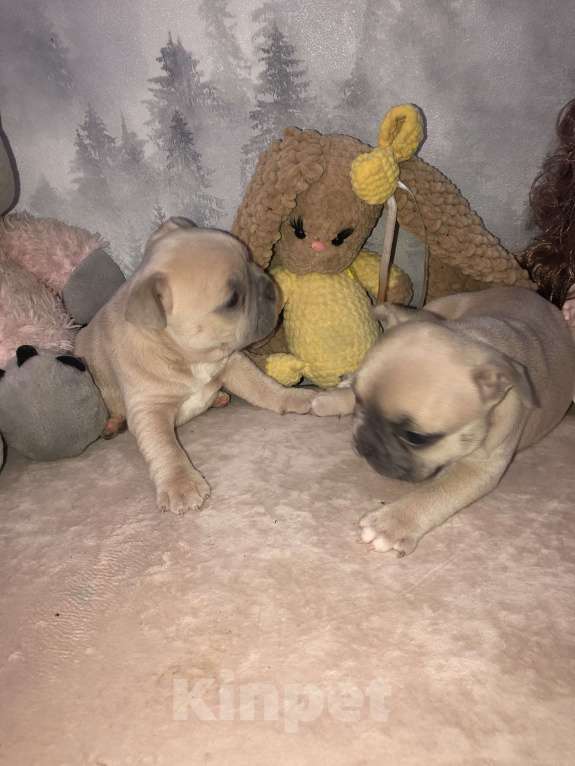 Собаки в других городах Алтайского края: Щенки французского бульдога  Мальчик, 40 000 руб. - фото 8