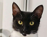 Кошки в Уфе: Жасмин Девочка, 500 руб. - фото 3