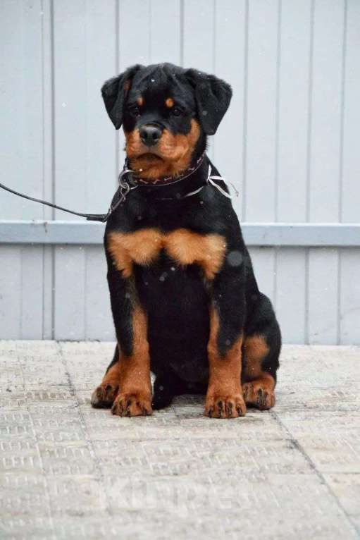 Собаки в Москве: питомник Девочка, Бесплатно - фото 4