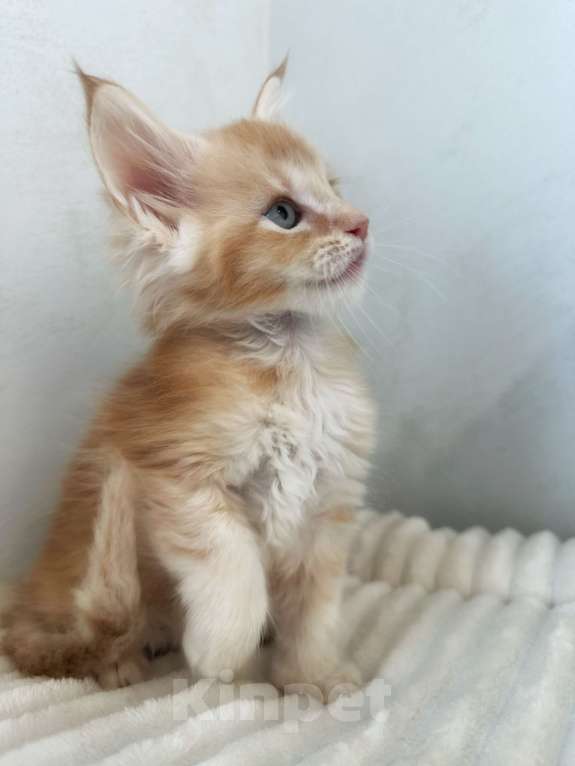 Кошки в Москве: Мейн-Кун котенок с документами WCF Мальчик, 65 000 руб. - фото 1