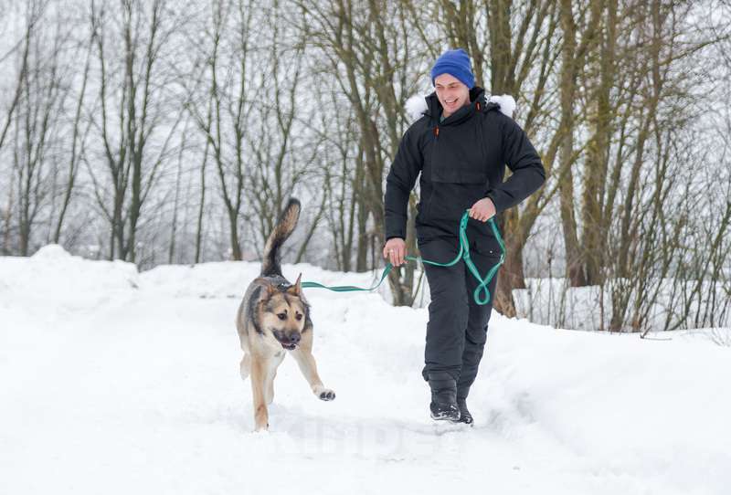 Собаки в Москве: Добрый и ласковый молодой пёс Джек в добрые руки Мальчик, 1 руб. - фото 5
