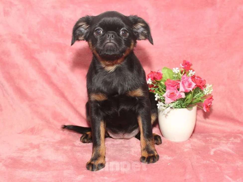 Собаки в Санкт-Петербурге: Красотка Девочка, 80 000 руб. - фото 5