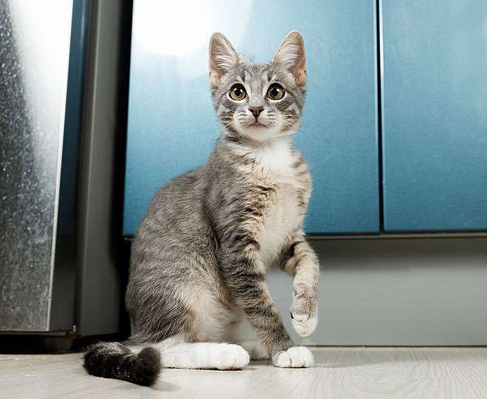 Кошки в Москве: Котёнок Листик, полосатый ангелочек ищет дом Мальчик, 10 руб. - фото 9