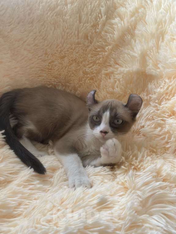 Кошки в Балашихе: Американский керл Девочка, 20 000 руб. - фото 2