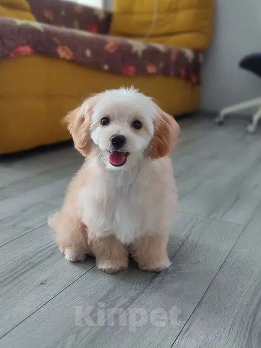 Собаки в Мытищах: Мальтипу F1 Мальчик, 80 000 руб. - фото 1