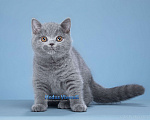 Кошки в Москве: Потрясающий британский малыш классического голубого окраса Мальчик, 50 000 руб. - фото 2