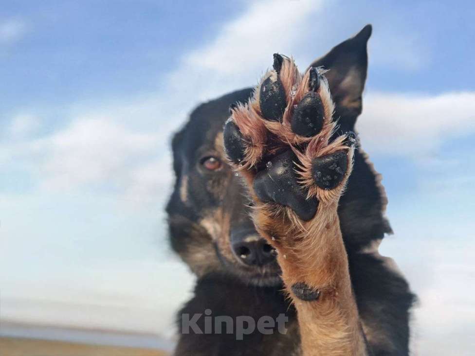 Собаки в Воскресенске: Веселый волчара Мальчик, Бесплатно - фото 3
