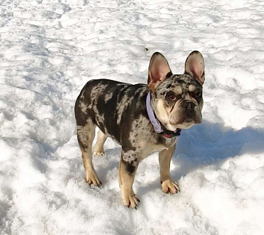 Мраморный подрощенный щенок французского бульдога