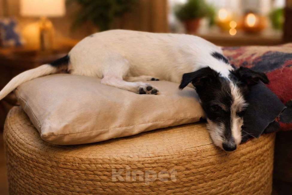 Собаки в Москве: Джек рассел девочка в добрые руки Девочка, Бесплатно - фото 2
