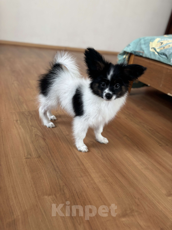 Собаки в Санкт-Петербурге: Яркий мальчик папильона/папийона  Мальчик, 50 000 руб. - фото 6