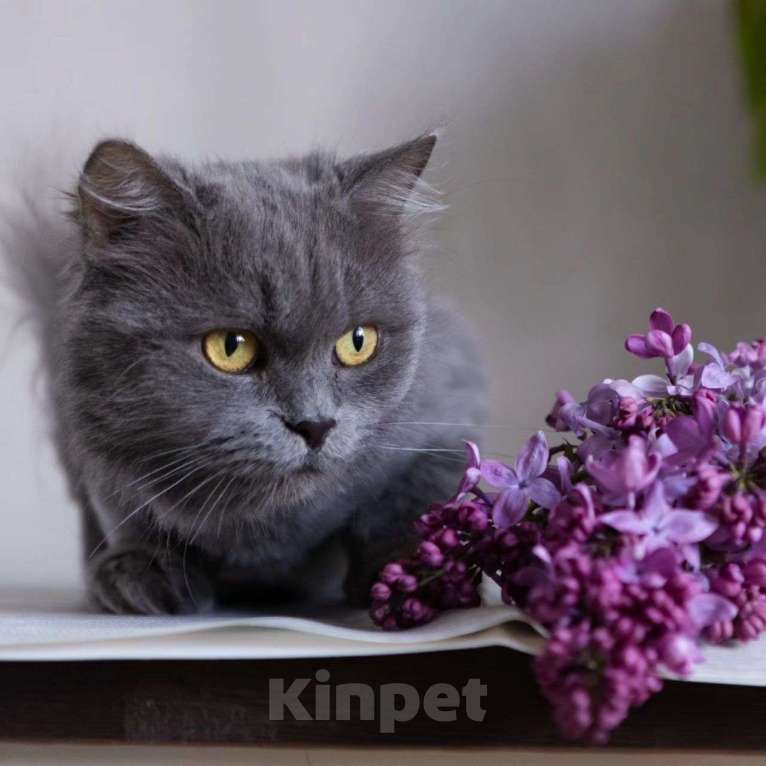 Кошки в Москве: Женеву никто не замечает  Девочка, Бесплатно - фото 2