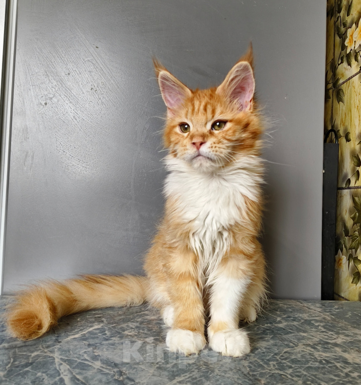 Кошки в Москве: Котёнок Мейн-кун Девочка Девочка, 55 000 руб. - фото 5