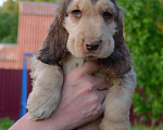 Собаки в Зеленограде: Английский кокер спаниель щенки Мальчик, 30 000 руб. - фото 5