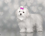Собаки в Москве: мальтезе Девочка, Бесплатно - фото 3